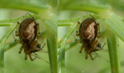 Anelosimus_sl sp.